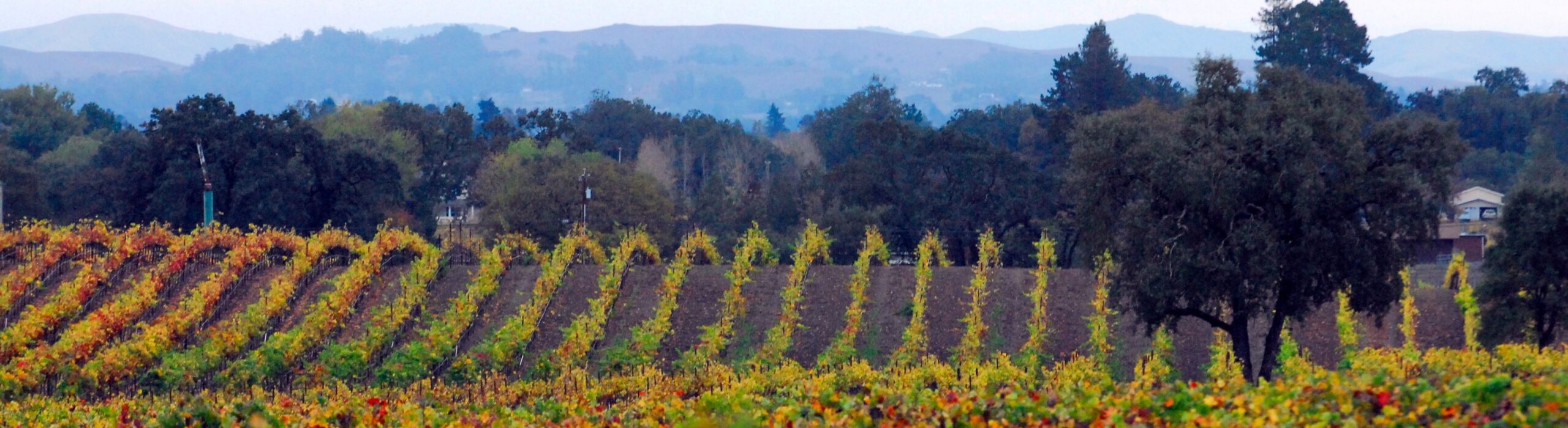 Rolling-Fall-Golden-Vineyards-Pinot-Noir-xcfb
