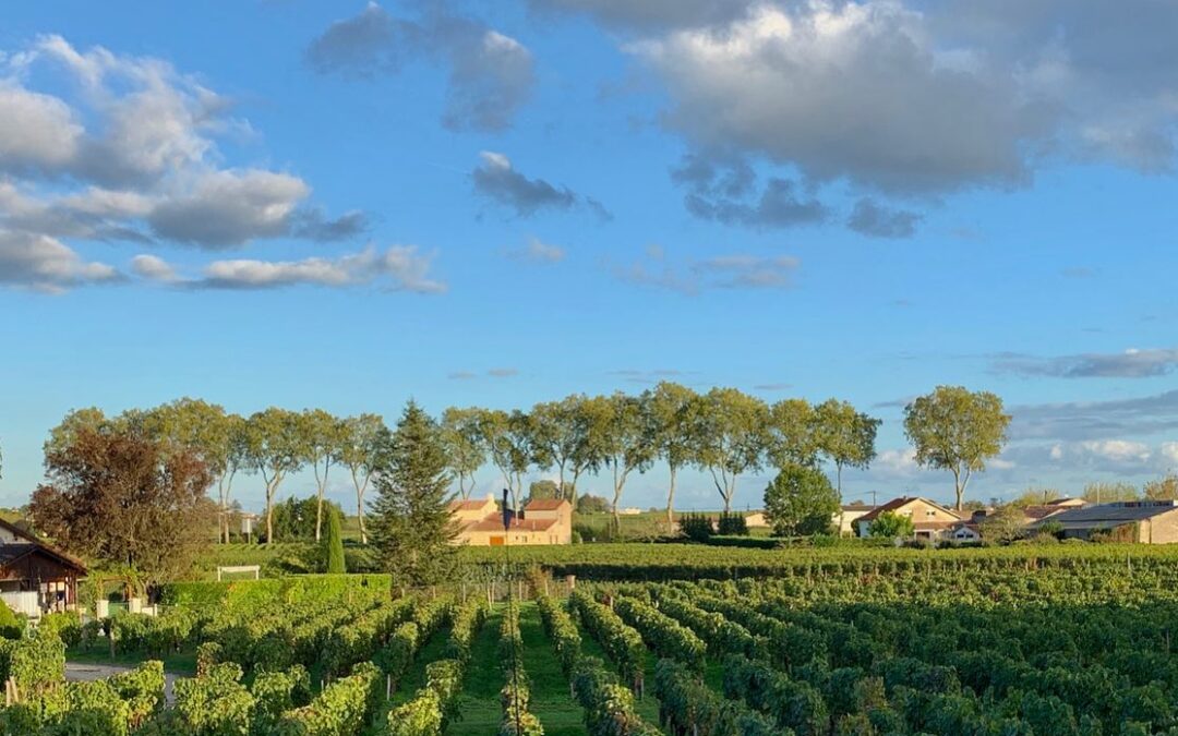 Perfectly manicured vineyards!