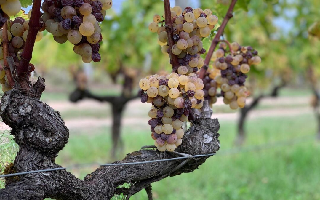 Exploring Bordeaux Vineyards masterclass!