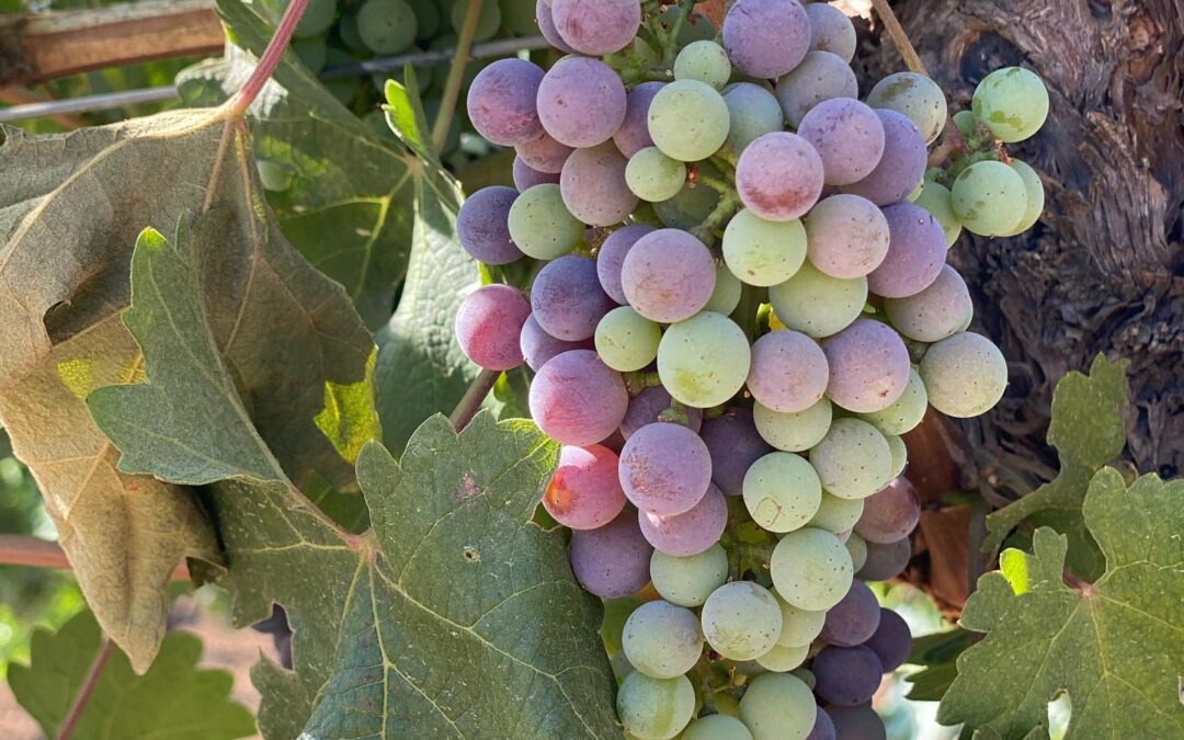 Veraison. It’s that time of year.