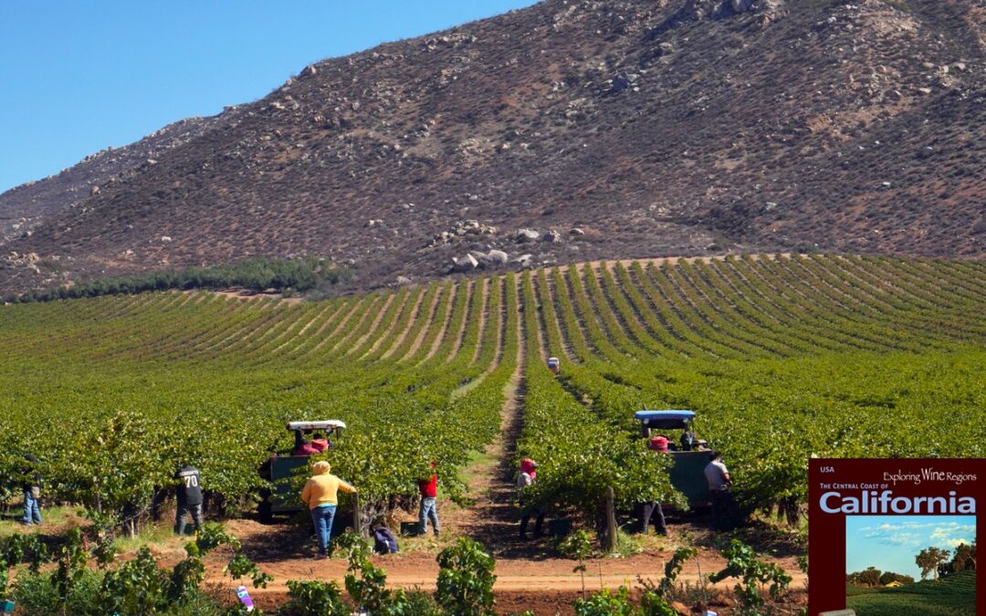 Just south of the California State Border is an evolving wine regions of surprising quality