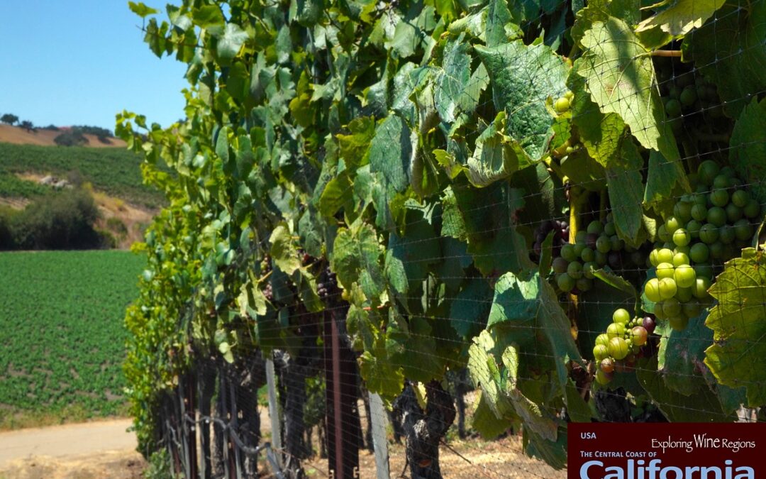 In Arroyo Grande Valley there are only a couple of wineries to visit