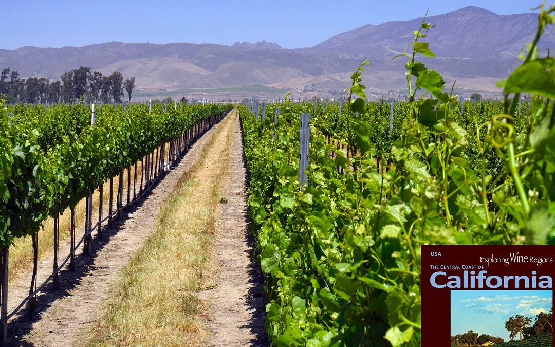 The Arroyo Seco appellation is central in the Salinas Valley and one of the important sub-appellations of the