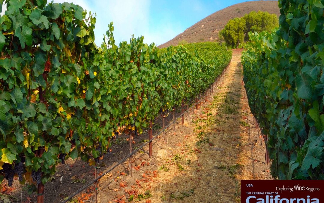 Vineyards planted on an ancient volcanic hill are showing some deliciously different wines