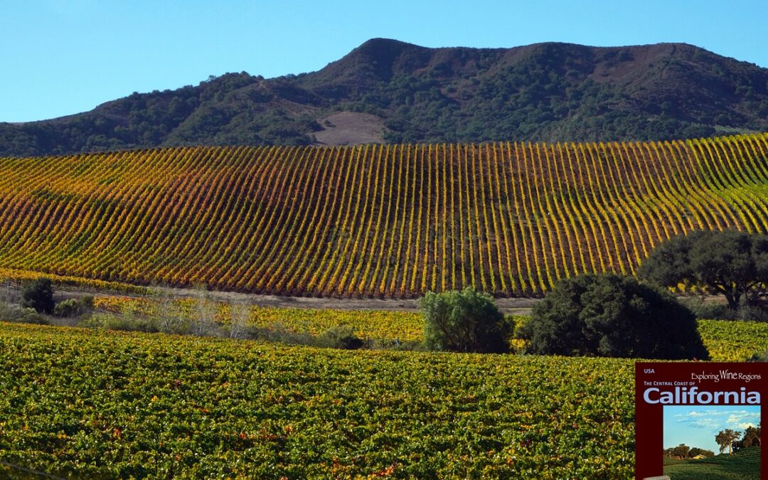 The golden vineyards of autumn at Peake Ranch in Sta