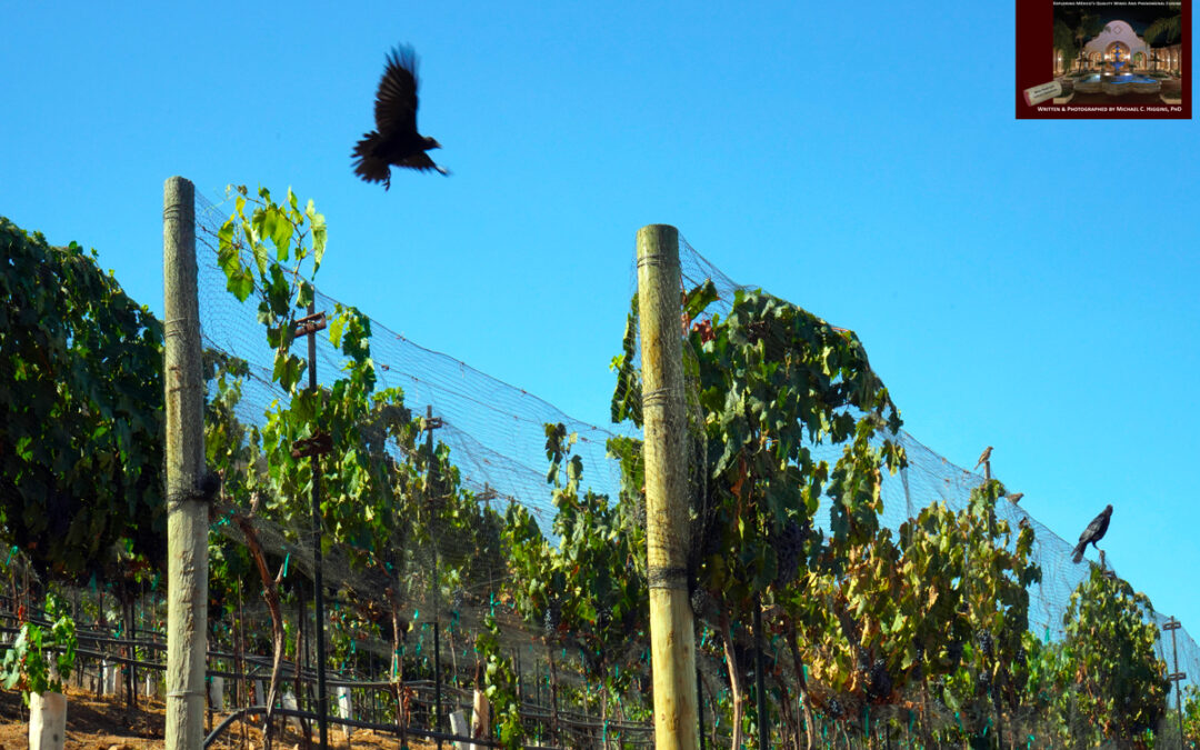 Easy Access To Wineries