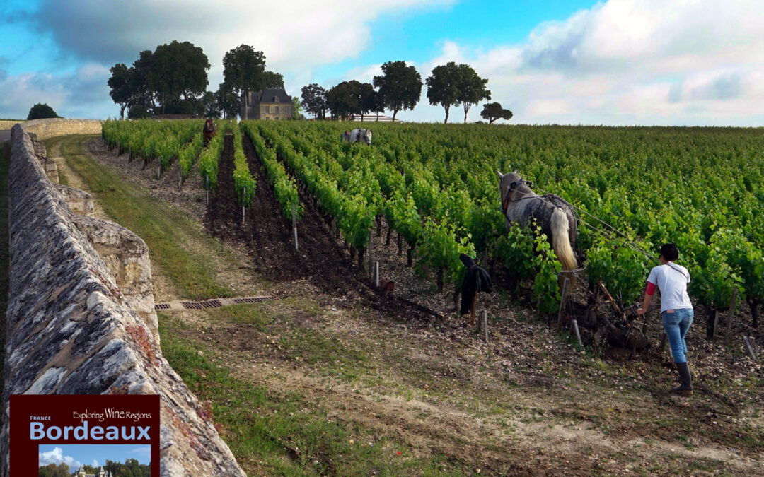 Cultivating Château Latour vineyards with horses” Excerpt taken from the book