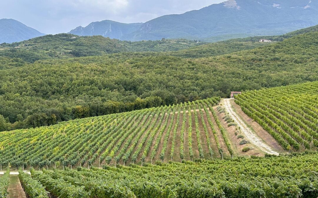 Look at these beautiful vineyards of spectacular terroir and delicious wines in northern Greece at the