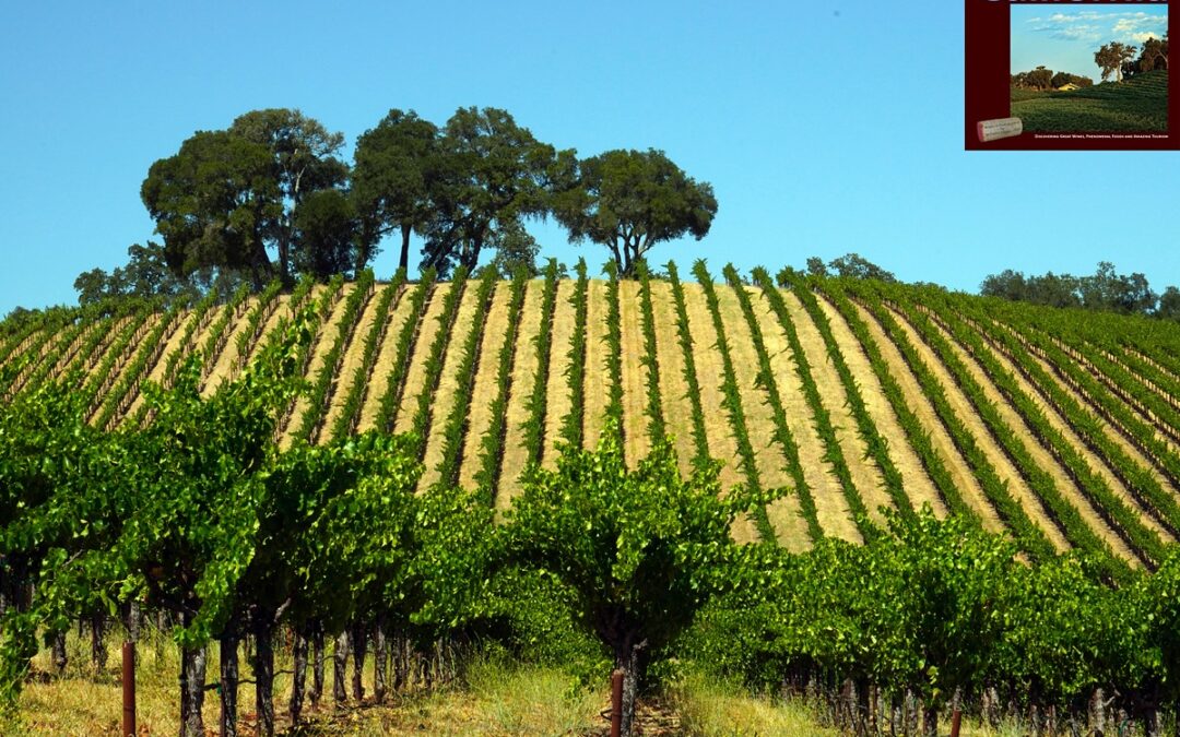 Willow Creek is the wettest and coolest AVA in Paso Robles