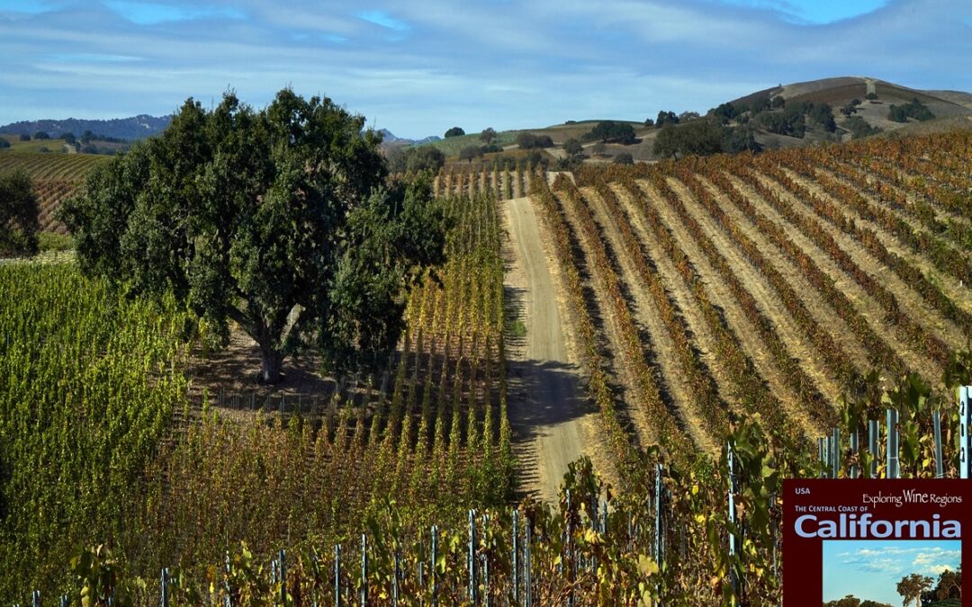 The Love Canyon Of Syrah