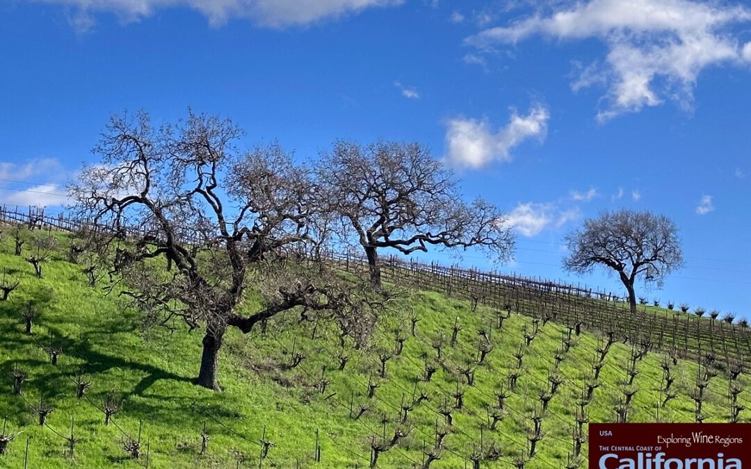 Bordeaux Blends