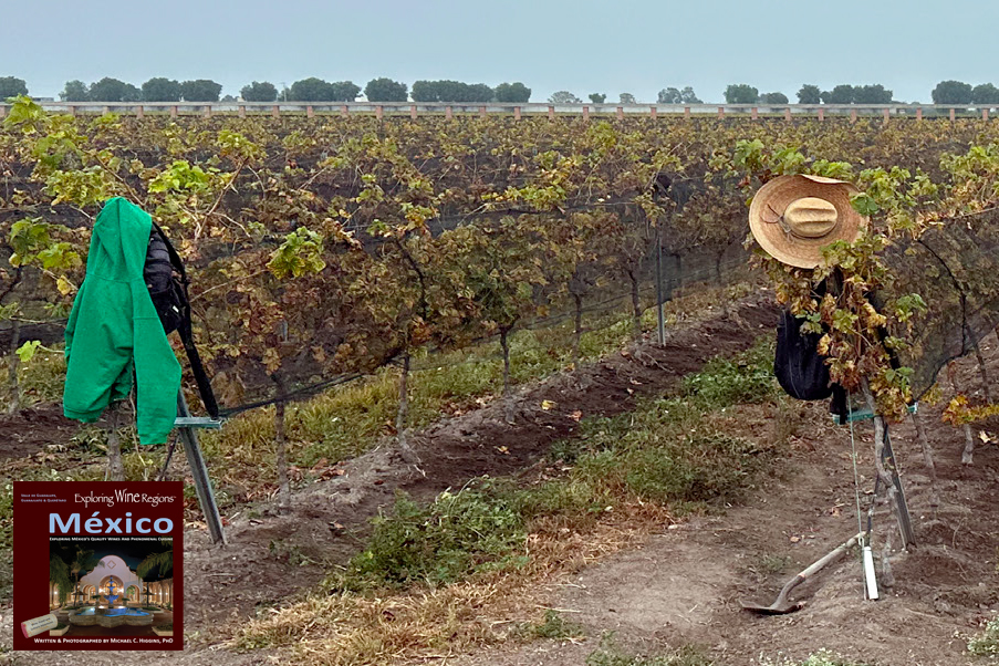 Terroir Of Querétaro