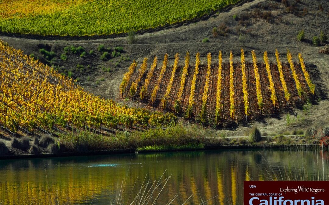 Beautiful Pinot Noir