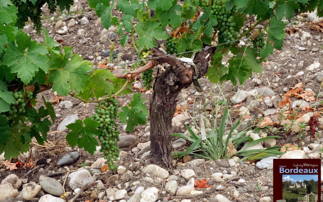 Knowing your terroir leads to excellence