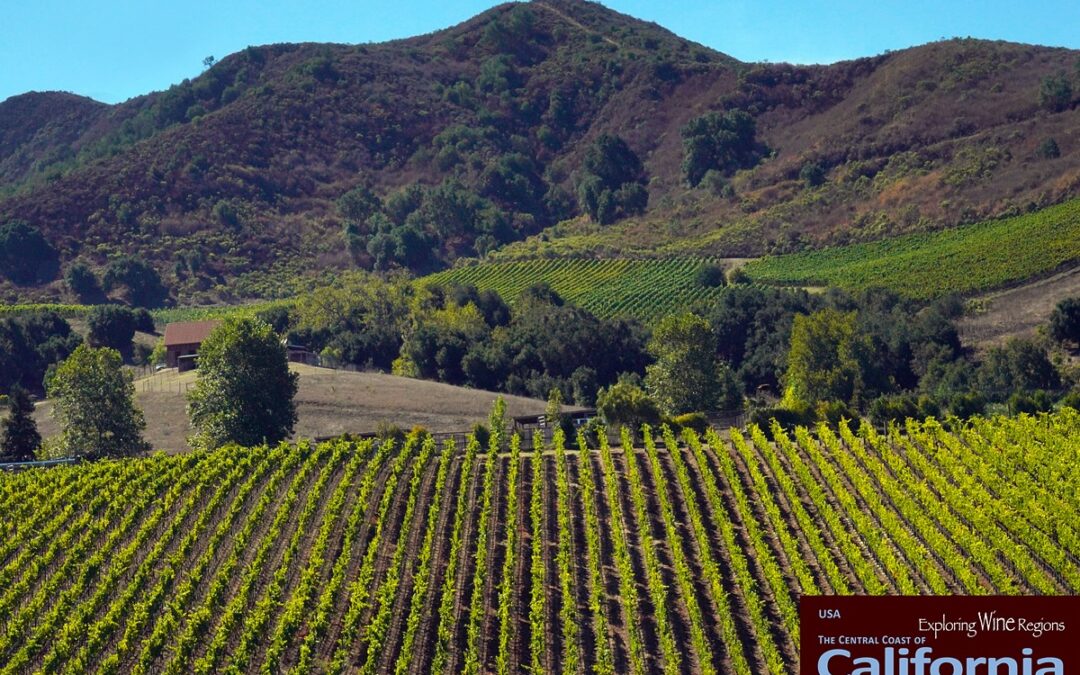 Winemaking Origins