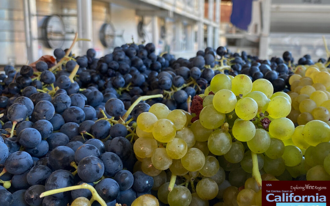 Legendary Julia’s Vineyard