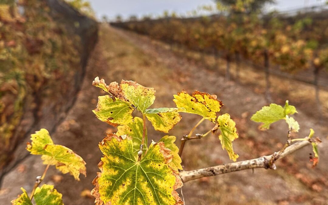 The beauty of autumn as the leaves change colors in the vineyards of Freixenet México Querétaro