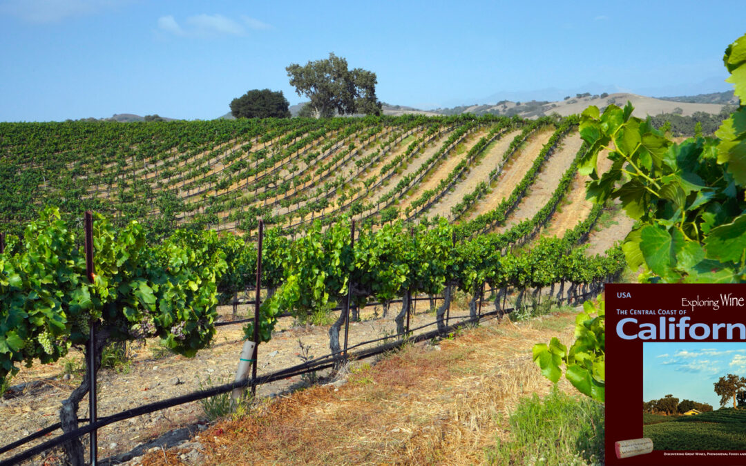 Syrah Excellence