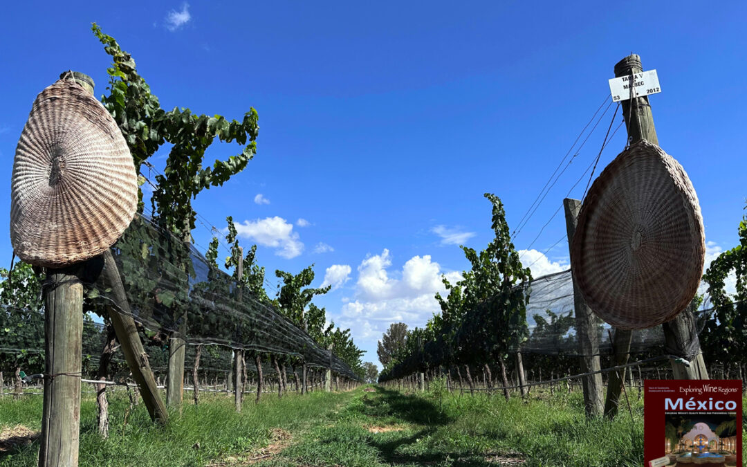 Wine-pressing filters drying on the posts of a Malbec vineyard at Cuna de Tierra Excerpt taken from the
