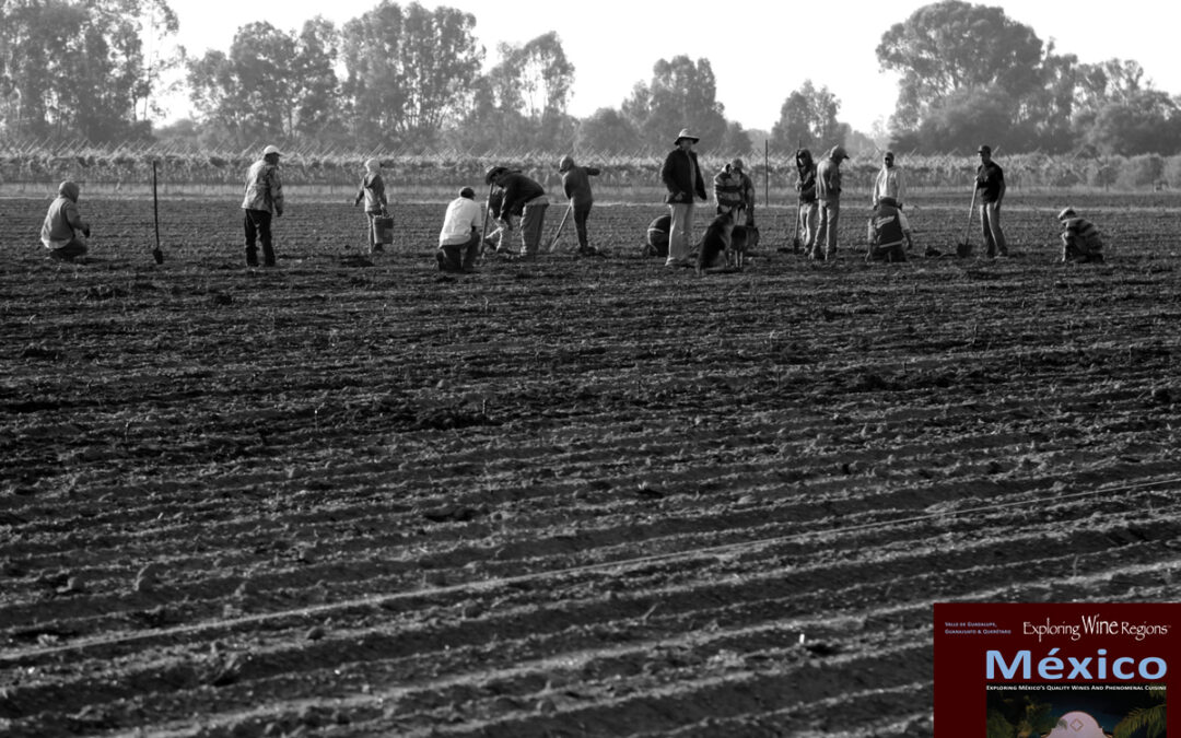 With this photograph of the first vineyard being planted at Cuna de Tierra winery in Guanajuato