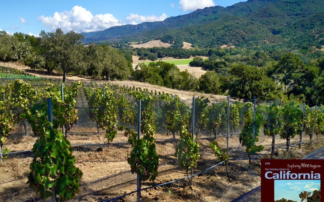 The Primary Appellation