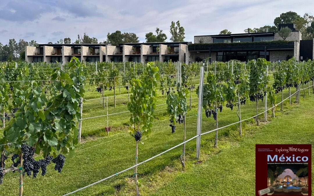 Vineyard in front of Hotel Viñedos San Francisco Photo taken from the newest edition of the book