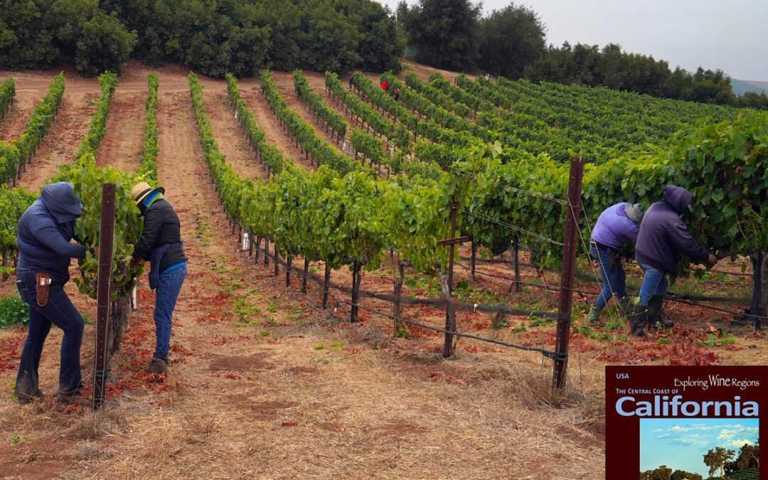 First Appellation