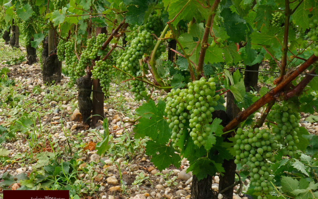 The Médoc