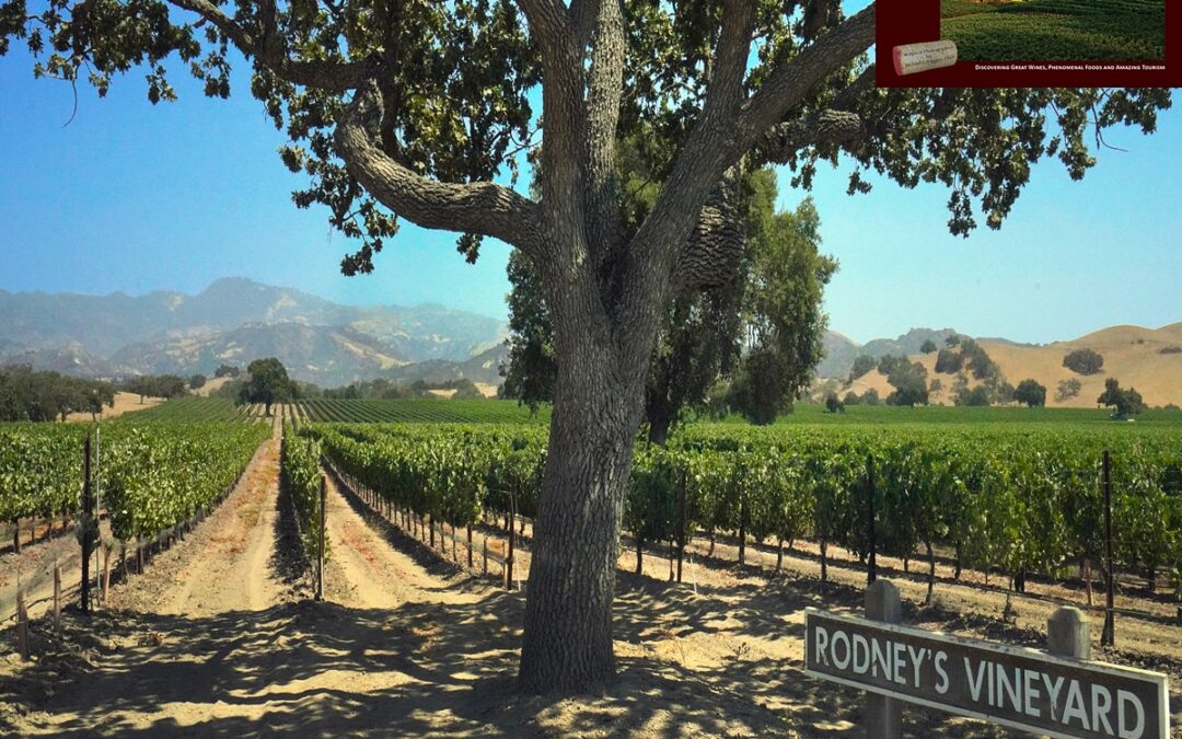 The Fess Parker Winery is located in the far north of the Santa Ynez Valley AVA on a beautiful country drive