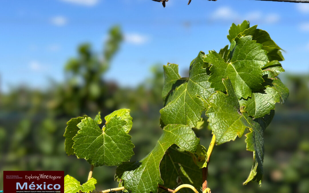 It all started in 1987 when Ricardo Vega planted some wine grapes on his property and his partner Juan