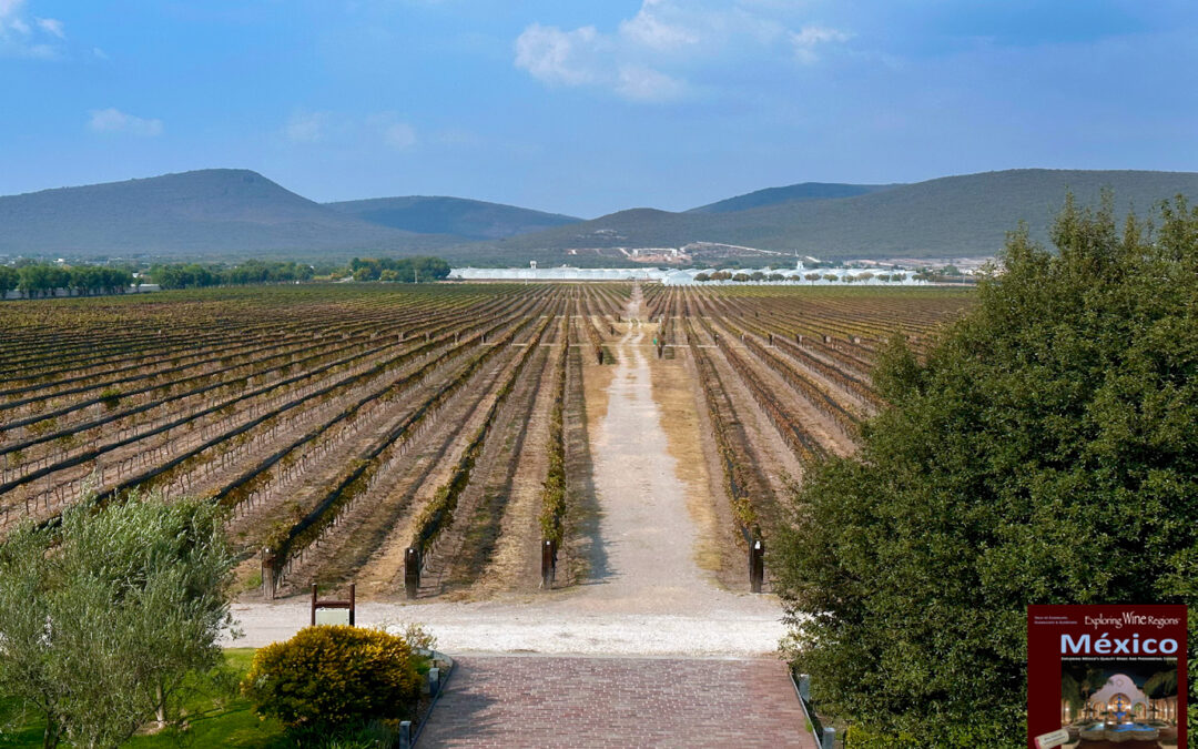 High-quality wines from excellent terroir