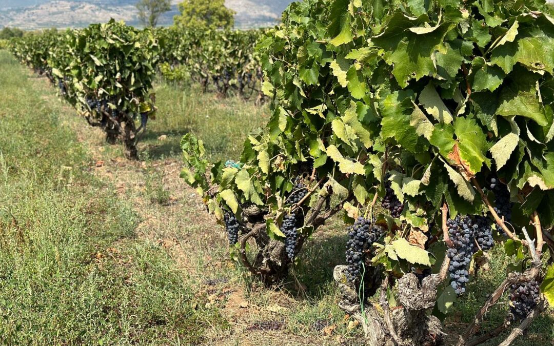 In Northern Greece