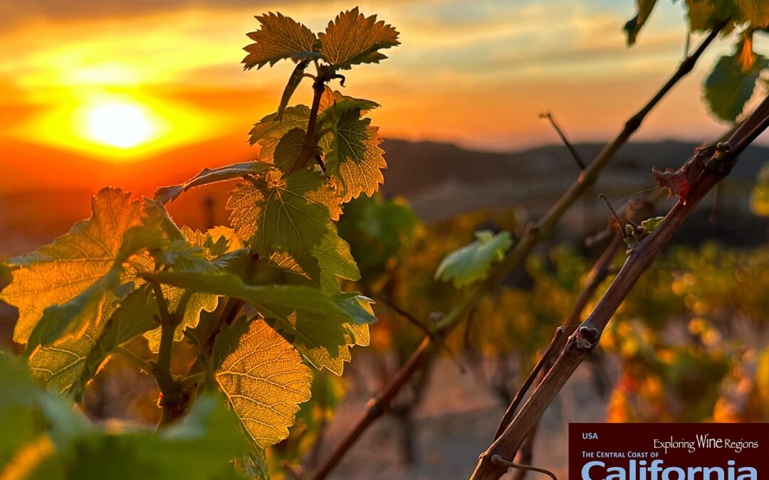 Explore the beautiful wine regions of the Central Coast of California while also immersing yourself in