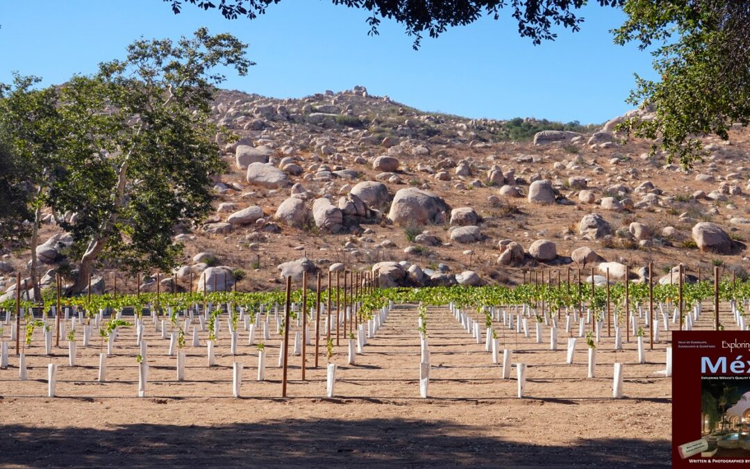 Viñedo Solar Fortún